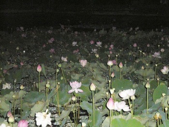 蓮の花が満開です。