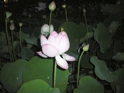 蓮の花が満開です。