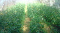 トマト畑 2009/01/30 18:45:49