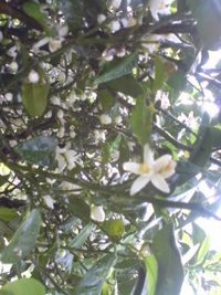 シークワサーの花 2009/03/05 18:12:36