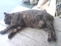 共同売店にて 2009/05/13 13:08:38