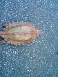 天然記念物発見！ 2009/06/19 19:13:28