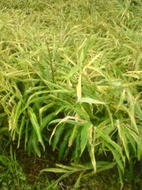 しょうがいかがっすか〜 2009/08/25 12:18:23