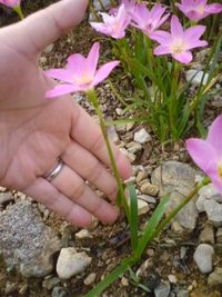 これが育てたいお花 2009/10/11 12:07:25