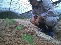 トマト植え付け 2009/10/30 17:39:05