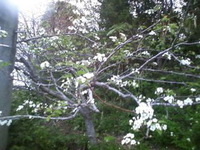 梨の花 2009/11/10 14:23:20