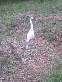珍客ご来園 2009/11/30 11:48:01