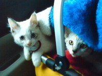 ねこちゃんワクチン接種 2009/12/03 17:14:17