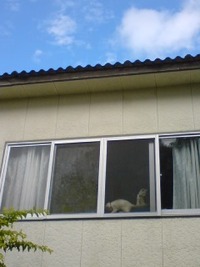 ねこのお気に入り 2009/12/10 12:39:11