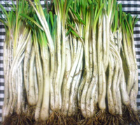 島らっきょうネット販売開始！ 2009/02/09 23:22:40