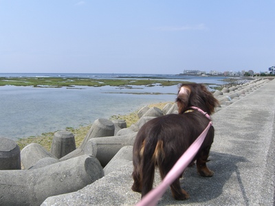 海のお散歩