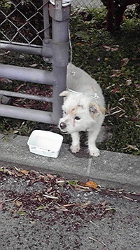 北中城中学校に保護されていた犬