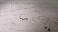 とまらんぬぅ～。 2012/10/28 19:19:24