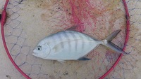 フカセ釣り行ってきました！ 2012/11/23 22:01:47