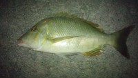 タマーーーン!!　キター！ 2012/07/29 23:41:40