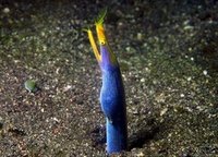 たいちょいっす！！ 2008/07/01 19:46:51