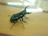 なんだか足の親指が痛い。 2008/05/01 22:32:12