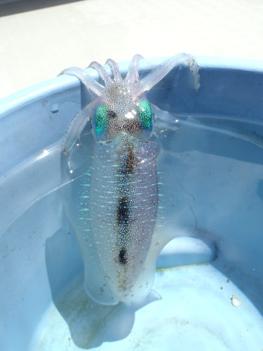 幻の島♪マリンピクニック