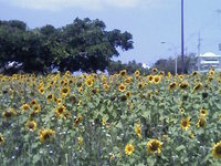 一大決心！ 2009/06/24 23:37:43