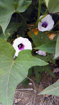 ♪芋掘り遠足 2009/11/09 00:00:16