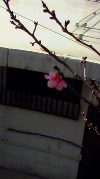 パパのお正月 2009/02/11 00:28:13