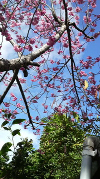 じぃじの桜 2010/03/14 23:09:20