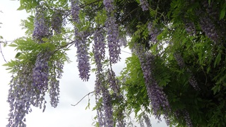 都城