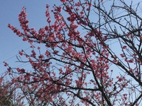 今年の桜 2017/03/04 16:33:17