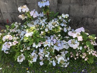 春 2017/04/03 11:52:45