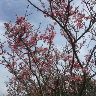 花花クラブ