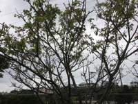 一週間後の桜 2016/03/12 08:37:31