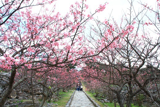 今帰仁城の桜開花情報 沖縄ジョートー市場ブログ ななろぐ