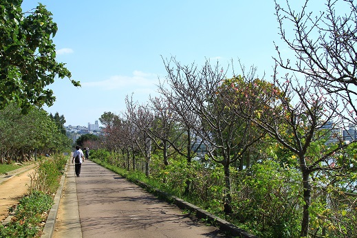 漫湖公園の開花情報 沖縄の桜前線 沖縄ジョートー市場ブログ ななろぐ