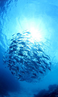 世界の海ツアー 2010/05/21 09:37:50