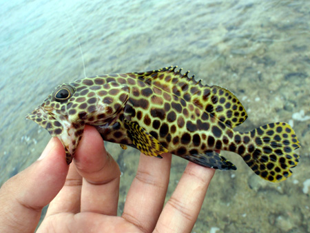 カンモンハタのルアー釣り。