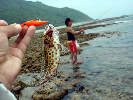 カンモンハタのルアー釣り。