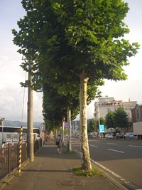 プラタナスの並木 2012/09/22 19:02:36