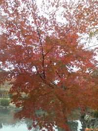 紅葉