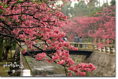 与儀公園の桜さく