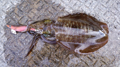 間隙釣行 ― 酒のアテでも ―