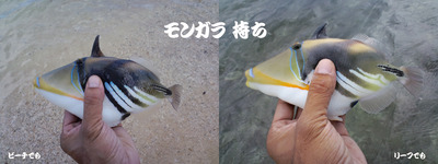 間隙釣行 ― 酒のアテでも ―