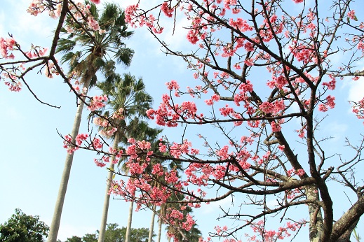 沖縄桜便り 与儀公園の桜開花状況 沖縄ジョートー市場ブログ ななろぐ