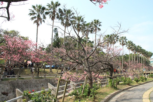 沖縄桜便り 与儀公園の桜開花状況 沖縄ジョートー市場ブログ ななろぐ