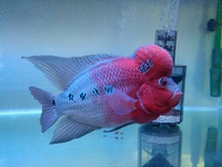 愛魚 2014/08/04 22:35:15