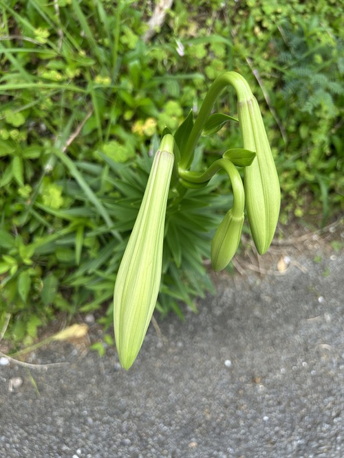 今年の第１号♪