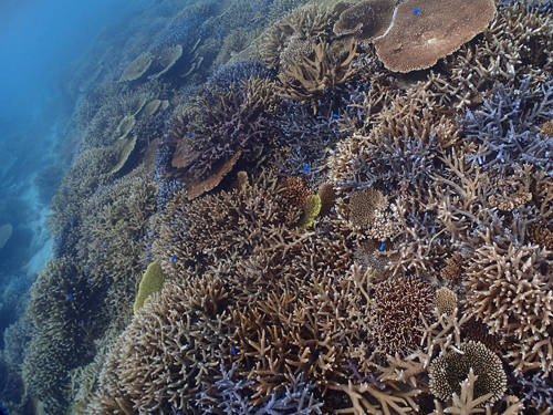 竹富島周辺のサンゴ礁