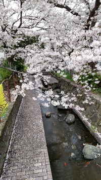 桜花爛漫月朧 2023/03/28 19:01:50