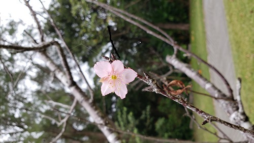 一番桜！！桜が咲きました♪