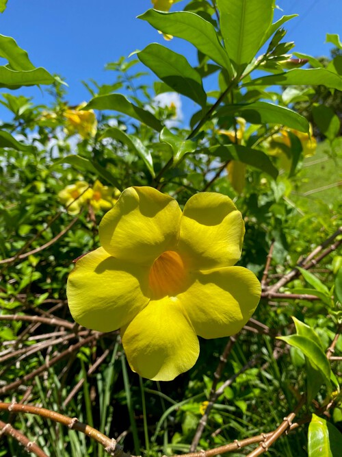 かねひで喜瀬カントリークラブ:夏の花⑥アラマンダ