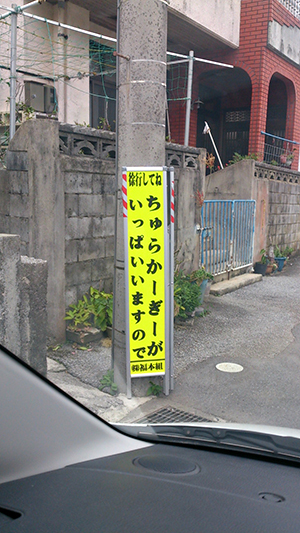 ちゅらがーぎーがいっぱいいますので、徐行してね